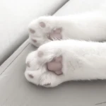 auki, Group Thumbnail