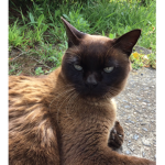 Roleplay people~