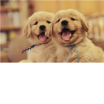 Dogs and Puppy lovers 1
