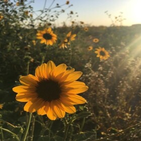 Sun Flower HomeStore V4 (UPDATED) 