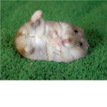 epic lovers of hamsters