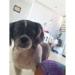 Grupo de los fans de perritos