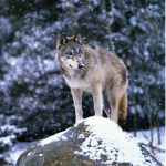 The pack of wolves for life baby