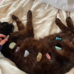 ~We <3 Cats~
