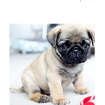 Pugs together