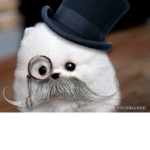 Sir fluffy group