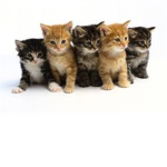 The Kitty Apocalypse!