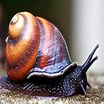 curse of the immortal snail [v0.3]