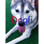 klub dog