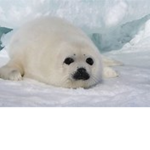 Seal Lives Matter
