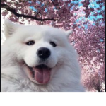 cutedogs<3