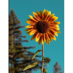 The Little Sunflower Squad!