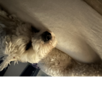 DOGS ARE THE BEST YEAH THEY ARE!!!
