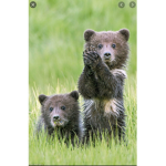 bEaR HaBiTaT