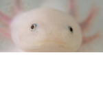 :*World of axolotls :* hacker hunters