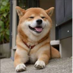 Shibe Guys