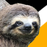 Qwerty Sloths