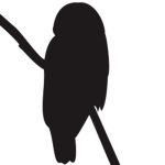Black Banded Owls of Robloxia