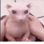 The swag pog champ