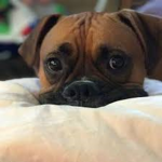 Rocco boxer