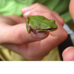Only for ugly frogs