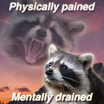 Raccoons & CO.