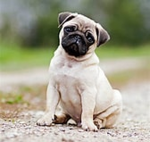 pugs pugs pugs group