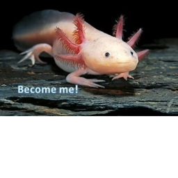 Become an axolotl!