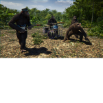 New World Monkeys