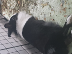 ASHI @ NOGI