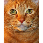 •Smug Cat•
