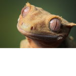 Gecko of Leopard