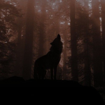 XWolf gangX