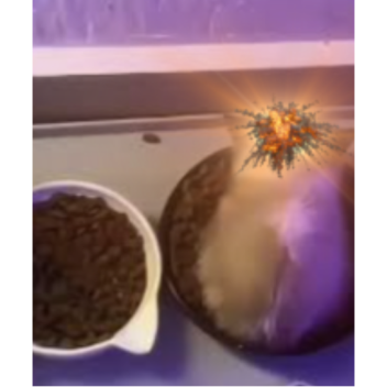 Thy Coolest People 2.0