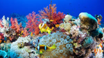 save coral reefs!