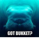 Bucket Walrus Fans