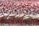 Flamingo Support Club!