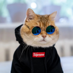 Ian Supporter