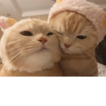 Kitty’s group’s