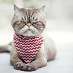 Grumpy Cat Group.inc