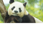 creeper and panda and matt and snowball group