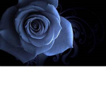 HolyRose