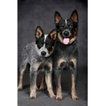 molly dogs