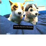 Aww cute dogs