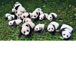 -Panda World-