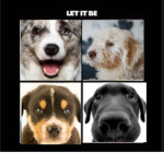 The Official Dog Fan Group (OnlyDogs)