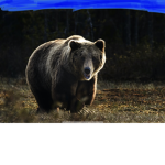 Big Bear Industries