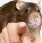 Nat’s Rat Clan