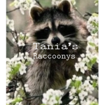 Raccoonys