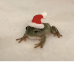 The little froggy pond